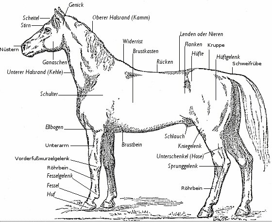Pferd Anatomie